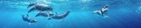 Кухонный фартук Фауна 053 Дельфины МДФ матовый (3000) Fauna в Урае - uray.ok-mebel.com | фото 2